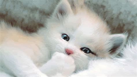 White Cat Wallpapers Wallpaper Cave Kittens Cutest