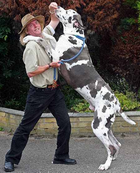 Great Dane Big Dog Fun Animals Wiki Videos Pictures