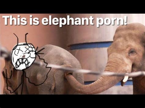 Was I Watching Elephant Porn Youtube