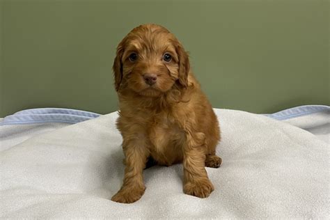 Cavoodles for sale cost between $3000 and $7000 for a cavoodle puppy. Cavoodle Puppies For Sale - PetsForHomes