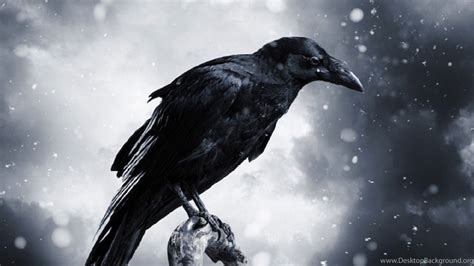Hdscreen Raven Darkness Black Bird Desktop Bakcgrounds Desktop Background