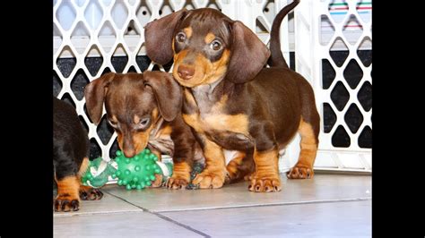 Miniature Dachshund Puppies Dogs For Sale In Albany
