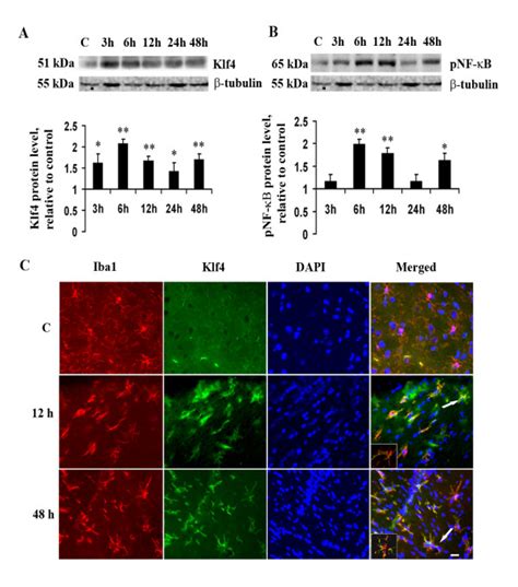 Klf Expression In Vivo Upon Lps Administration Immunoblot And