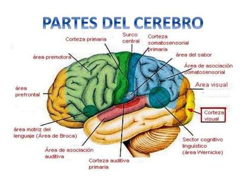 Resultado De Imagen Para Estructuras Y Regiones Del Cerebro Anatomia