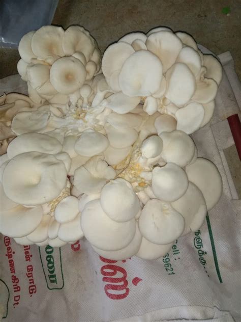 Natural White Oyster Mushroom Spawns Packaging Type Pp Bag Packaging