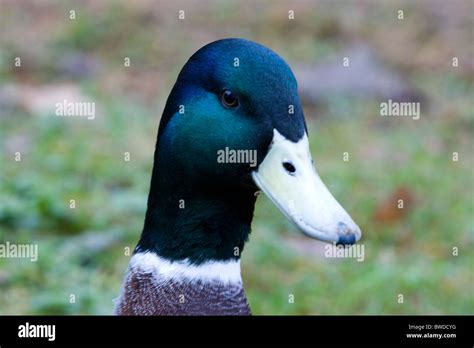 Head Shot Of A Male Mallard Duck Stock Photo Alamy
