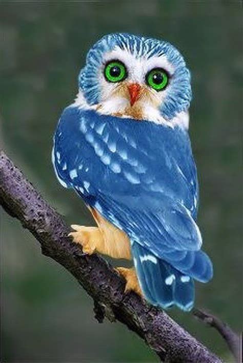 Blue Owl Animali Cuccioli Di Gufo Immagini Con Animali