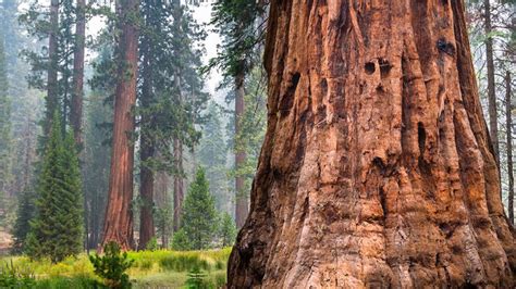 Beetles And Fire Kill Dozens Of ‘indestructible’ Giant Sequoia Trees The Irish Times
