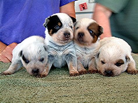 Fileacd Puppies 3 Weeks Wikimedia Commons