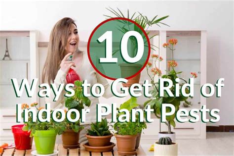 How To Get Rid Of Indoor Plant Pests Indoor Gardening