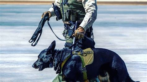 What Police K9 Equipment Should A Police Officer Purchase