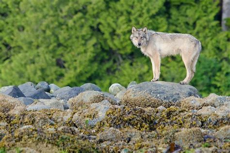 Meet The Rare Swimming Wolves That Eat Seafood Canis Grey Wolf