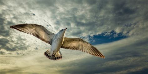 Nghiên Cứu Mới Về Chim Biển Và Tua Bin Gió Ngoài Khơi Có Thể Khiến Bạn Ngạc Nhiên
