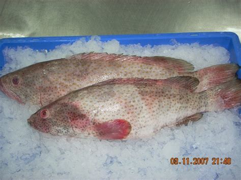 Contextual translation of hamour fish into malay. Buy Premium Hamour Fish Big Size Per Kg. - Sea Fish BD
