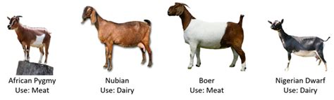 20 Popular Types Of Goat Breeds With Pictures Pet Keen Gambaran