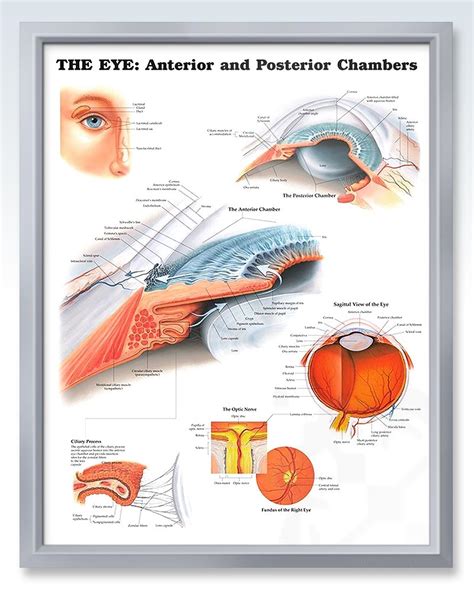 Eye Anterior And Posterior Chambers Exam Room Anatomy Poster