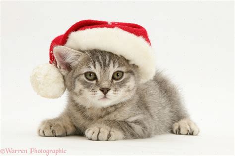 Cute Kitten In Santa Hat Anna Blog