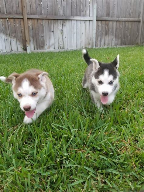 The siberian husky mix can have multiple purebred or mixed breed lineage. Siberian Husky, Two Cute Siberian Husky Puppies for Adoption, Dogs, for Sale, Price
