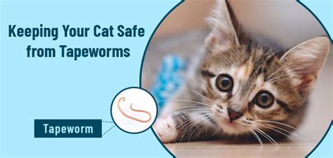 Keeping Your Cat Safe From Tapeworms Vetsupply