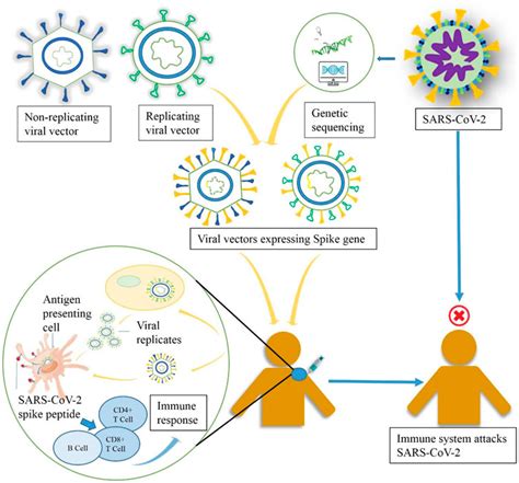 Frontiers Developmental Landscape Of Potential Vaccine Candidates