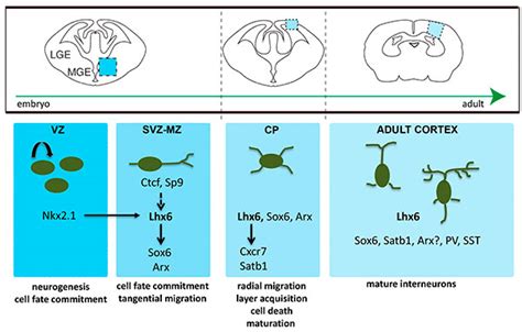 The Development Of Mge Derived Cortical Interneurons An Lhx6 Tale