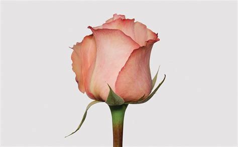 Romance Eden Roses 2016 Ботанические рисунки Цветы Розы
