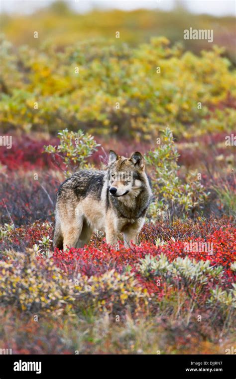 Gray Wolf Canis Lupus Walking Along Tundra Ridge Fall Dwarf Birch