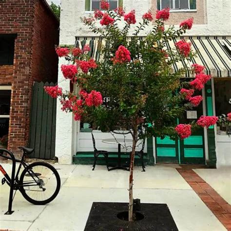 Lagerstroemia Best Red na pniu duża Roslinydomowe pl