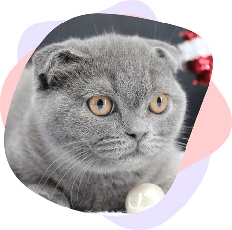 Scottish Fold Breed History Purrfect Folds Cattery
