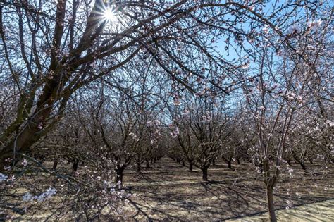 Flowering Almond Tree Orchard In California Stock Photo Image Of