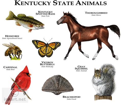Kentucky State Animals Fine Art Illustration Of The Offici Flickr