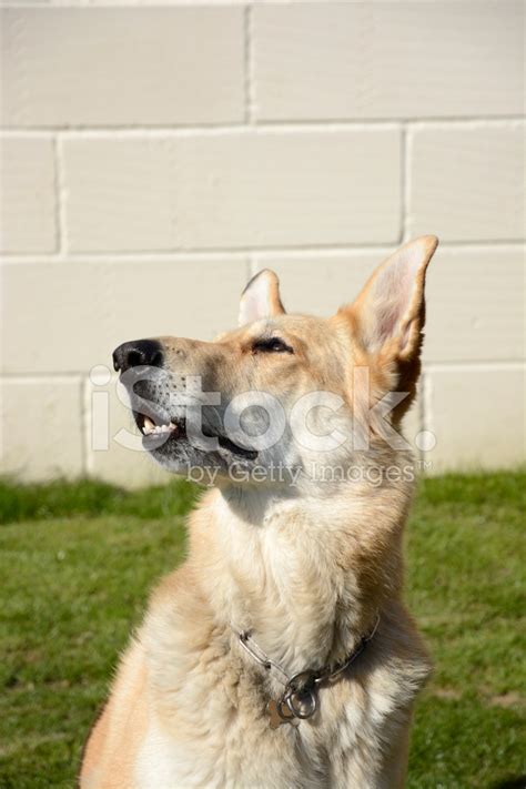 Blonde German Shepherd Dog Stock Photos