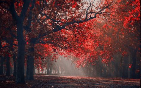 Landscape Nature Red Park Sun Rays Trees Fall