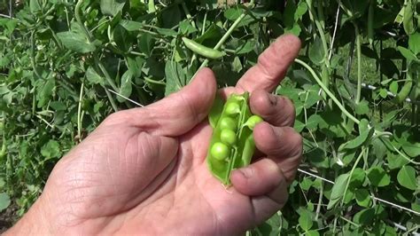 When To Pick Sugar Snap Or Snow Peas Youtube