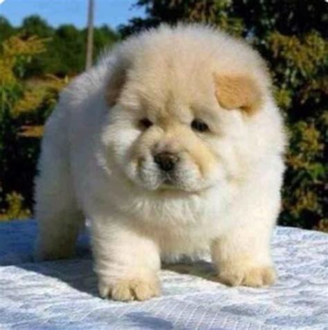 Cute Fat Fluffy Puppy Fluffy Not Fat Pinterest Fluffy Puppies