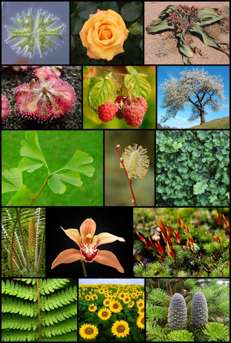 Reino Plantae Bio Blog