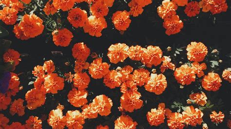 Outstanding Orange Aesthetic Wallpaper Desktop You Can Use It For