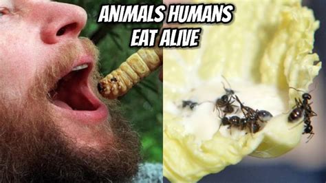 Animals Around The World That Are Eaten Alive By Humans Youtube