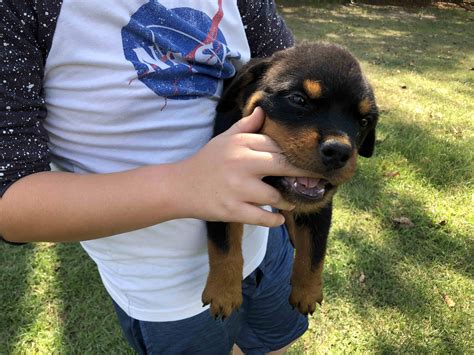 Rottweiler Puppy Chewing And Biting Mississippi Rottweilers