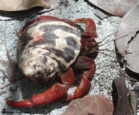 Land Hermit Crab — The Department Of Environment And Natural Resources