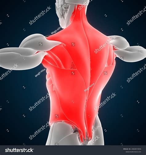 Human Muscular System Torso Muscles Anatomy Stock Illustration