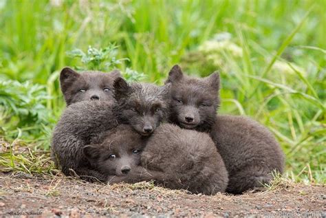 “arctic Fox Pups In Saint Paul Alaska Earthcapture By Andrea Schmidt