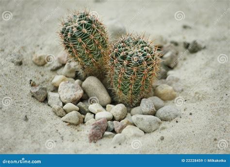 Cactus In The Sand Stock Image Image Of Prickly Desert 22228459