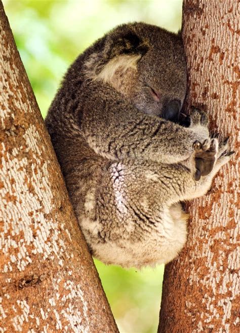 Sleeping Koala Stock Image Image Of Wildlife Cuddly 7483003