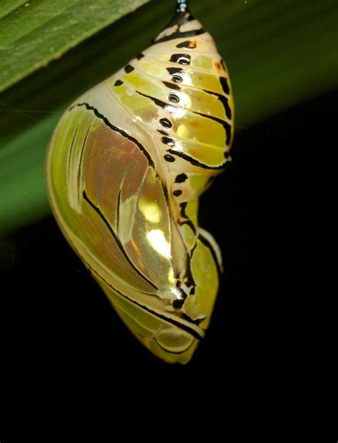 Butterfly Chrysalis Butterfly Chrysalis Butterfly Cocoon Butterfly Pupa