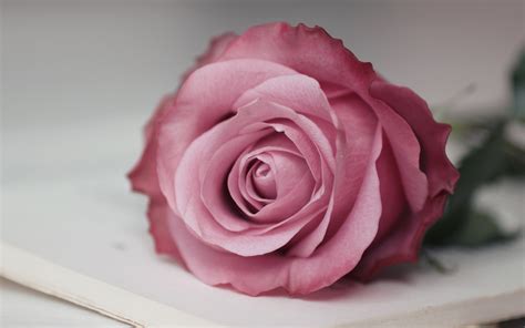Customize 48 cute desktop wallpaper templates online canva. Pink Rose Pictures download free | PixelsTalk.Net