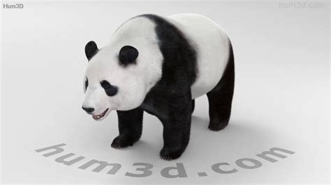 Giant Panda Hd 3d Model By Youtube