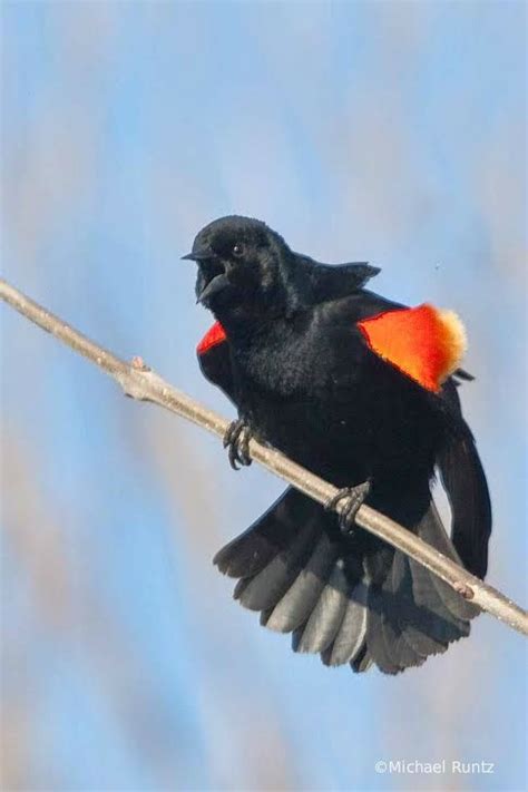 Male Red Winged Blackbirds Are Now Back And Singing Up A