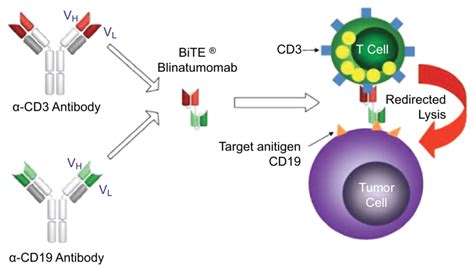 Mechanism Of Blinatumomab Notes Immunomodulatory Therapy Of Cancer