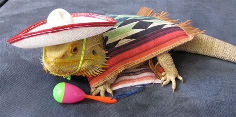 Many of our viking axes feature authentic designs and are fully functional for reenactments. Bearded Dragon Mexican Fiesta Costume by PamperedBeardies on Etsy https://www.etsy.com/listing ...